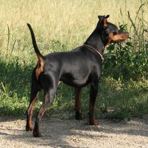 dog